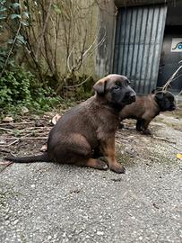 Cucciolo pastore belga malinois