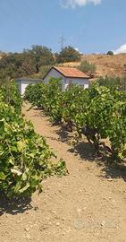 Terreno con fabbricato a Linguaglossa 