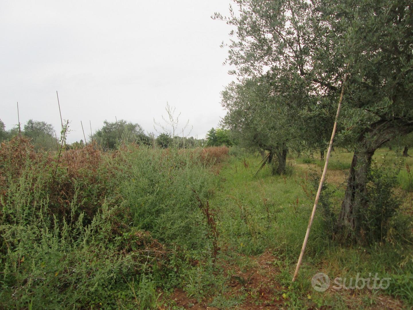 Rif. 217b terreno a collecorvino - Vista 5