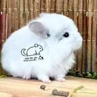 Cincillà White Ebony Violet - RP Angora