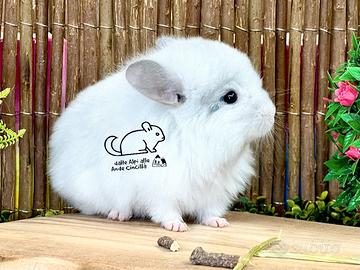 Cincillà White Ebony Violet - RP Angora