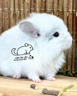 Cincillà White Ebony Violet - RP Angora