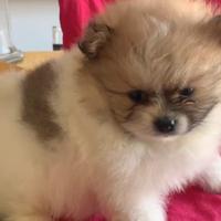 Cucciola volpino di pomerania particolor