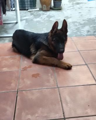 Pastore tedesco 6 mesi cucciolo