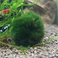 Muschio a palla, Marimo Moss chladophora caridine
