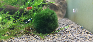 Muschio a palla, Marimo Moss chladophora caridine