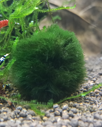 Muschio a palla, Marimo Moss chladophora caridine