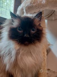 Ragdoll Mitted maschio con pedigree