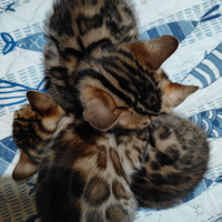 Ciao a tutti, gatto di bengala di 50 giorni, il nu