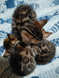 Ciao a tutti, gatto di bengala di 50 giorni, il nu