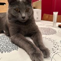 Gatto certosino