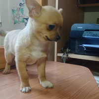Chihuahua
