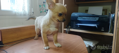 Chihuahua