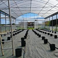 Serra professionale 330m² con impianti completi