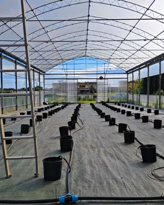 Serra professionale 330m² con impianti completi