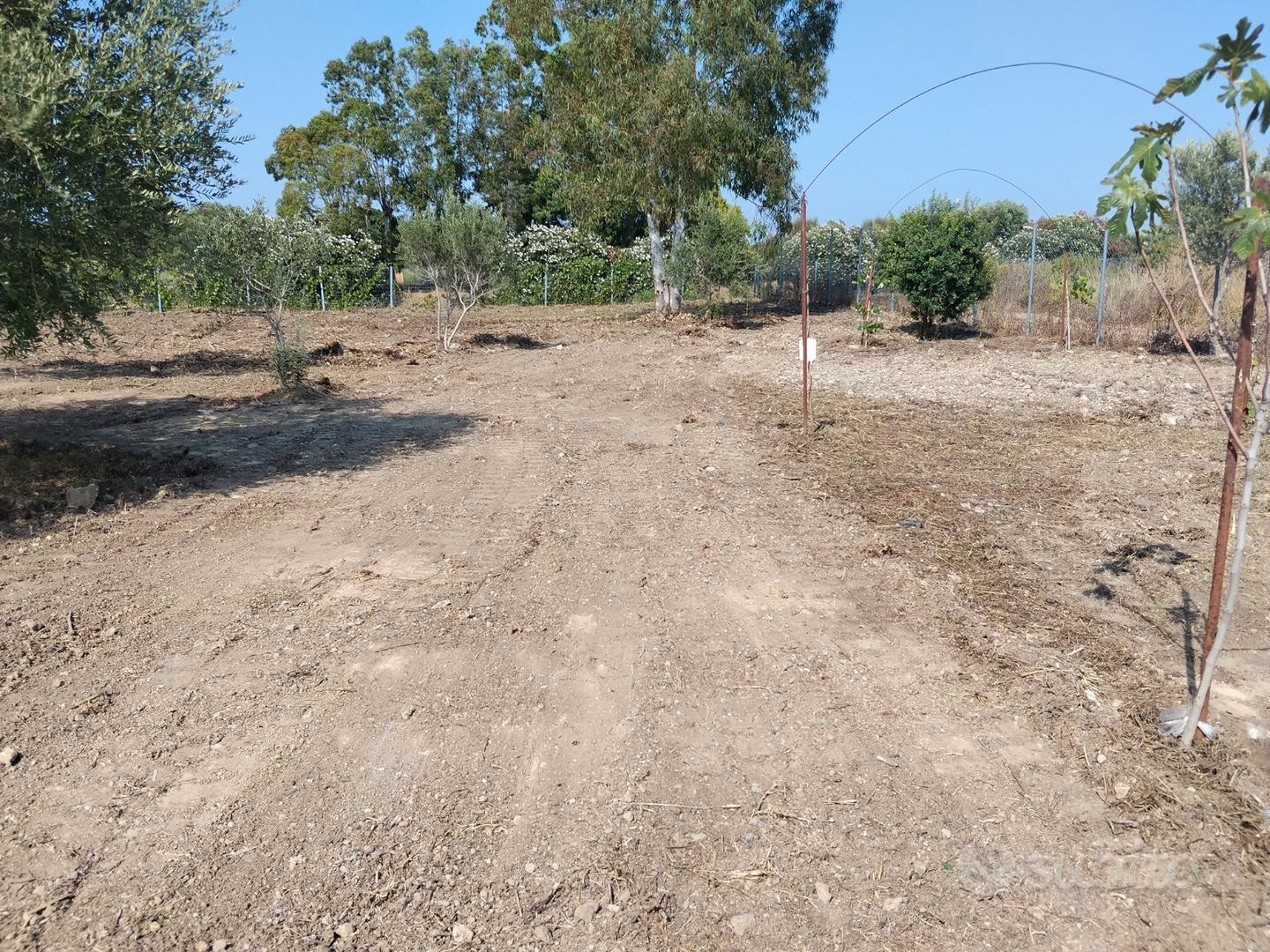 Terreno agricolo uliveto e alberi da frutto - Vista 4