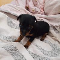 Dispongo di due femmine di pinscher toy