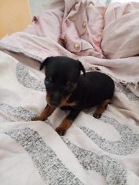 Dispongo di due femmine di pinscher toy