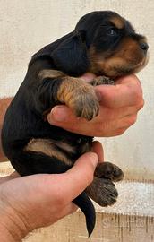 Cuccioli cocker spaniel inglese