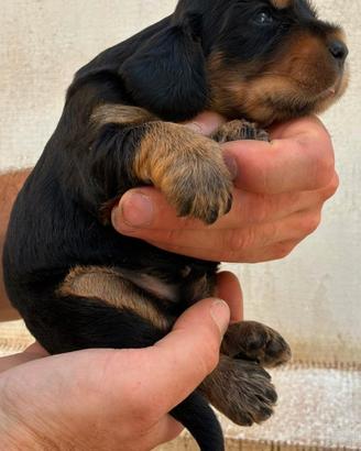 Cuccioli cocker spaniel inglese