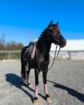 Pony esperia