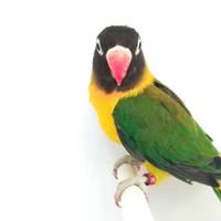 Insep mascherato maschio euwing verde