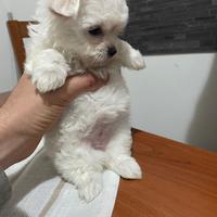 Maltese mini toy femmina maschio