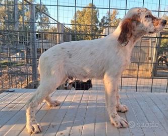 Setter inglese