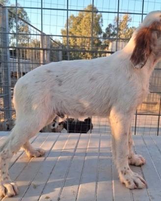 Setter inglese