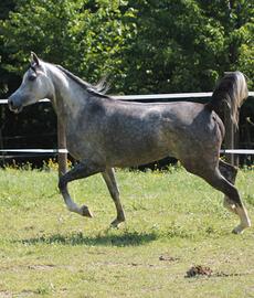 Fattrice araba con documenti