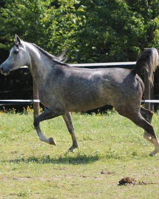 Fattrice araba con documenti