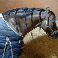 Quarter horse Stagione di monta 2026