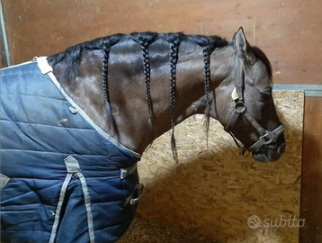 Quarter horse Stagione di monta 2026