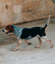 Cani mastri da caccia al coniglio