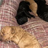 Barboncini Madre Toy fulva e Padre Minitoy silver