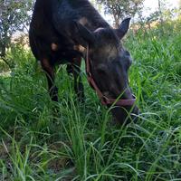 Doppia pony femmina