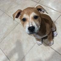 Cucciola pitbull femmina