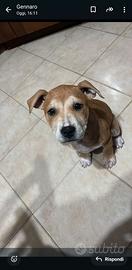 Cucciola pitbull femmina