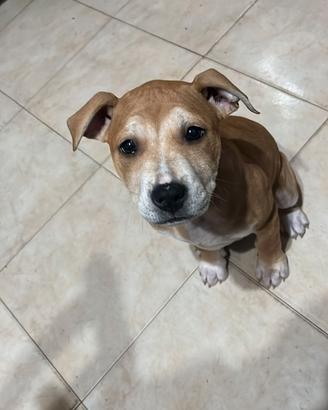 Cucciola pitbull femmina