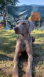 Monta cane bracco weimaraner