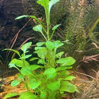 Lobelia Cardinalis