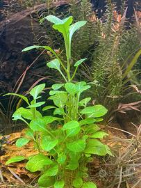 Lobelia Cardinalis