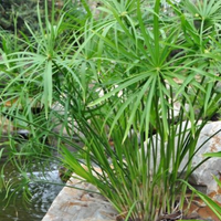 Piante acquatiche di papiro comune per laghetto