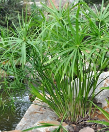 Piante acquatiche di papiro comune per laghetto