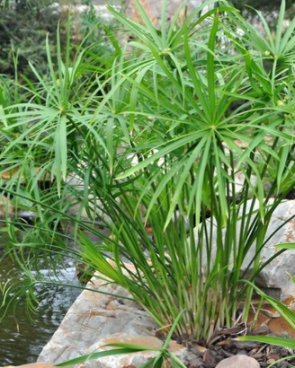Piante acquatiche di papiro comune per laghetto