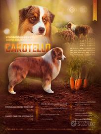 Australian Shepherd x accoppiamento Male for stud