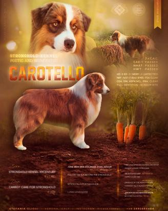 Australian Shepherd x accoppiamento Male for stud