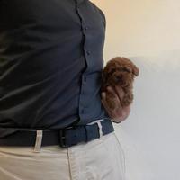 Barboncini mini mini toy red, rossi e albicocca