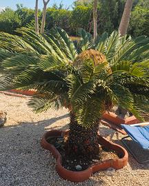  cycas