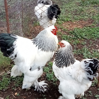 Brahma gigante